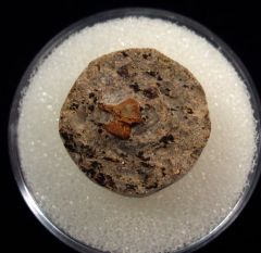 Lisgodus tooth | Buried Treasure Fossils