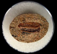 Lisgodus tooth for sale  | Buried Treasure Fossils