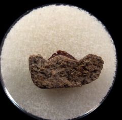 Venustodus tooth for sale | Buried Treasure Fossils
