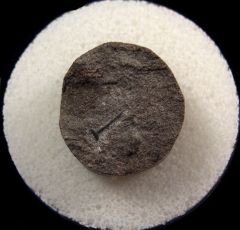 Paleozoic Shark dorsal spine | Buried Treasure Fossils