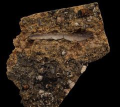 Chomatodus tooth | Buried Treasure Fossils