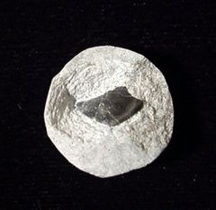 Sandolodus sp.