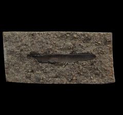 Chomatodus tooth for sale  | Buried Treasure Fossils
