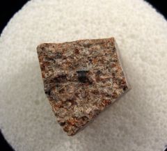 Mississippian Lisgodus  tooth for sale | Buried Treasure Fossils