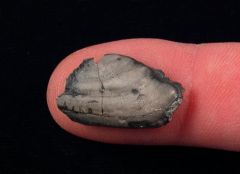 Deltodus sp.