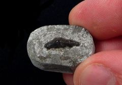 Orodus sp.