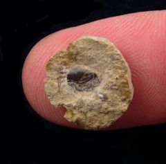 Petalodus sp.