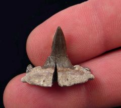 Symmorium sp.