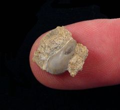 Cochliodus sp.