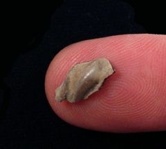 Cochliodus sp.