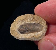 Poeciliodus sp.
