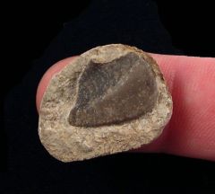 Deltodus sp.