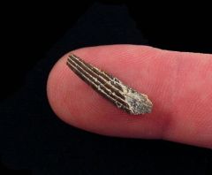 Dorsal spine   New