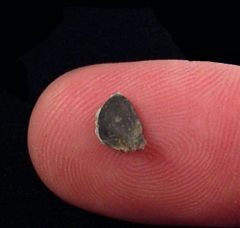 Fissodus sp.