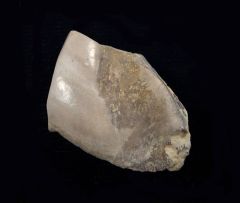 Deltodus sp.