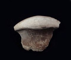 Petalodus alleghaniensis            
