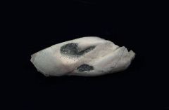 Poeciliodus sp.