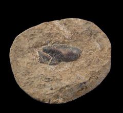 Poeciliodus sp.