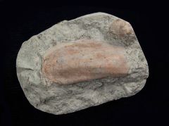 Sandolodus sp.