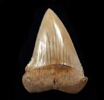 Carcharodon carcharias