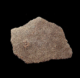 Argentina dinosaur egg shell | Buried Treasure Fossils