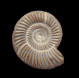 Perisphinctes sp. ammonite | Buried Treasure Fossils