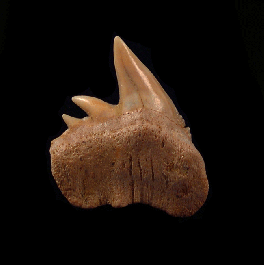 Real Chilean Hexanchus tooth for sale | Buried Treasure Fossils