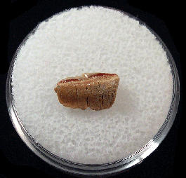 Perfect Chilean Hexanchus lower jaw tooth for sale | Buried Treasure ...
