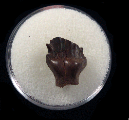 Denversaurus Ribs Hell Creek Denversaurus tooth for sale | Buried Treasure Fossils