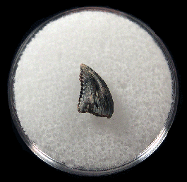 Albertavenator tooth for sale| Buried Treasure Fossils