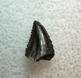 Rare Albertavenator tooth for sale | Buried Treasure Fossils