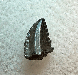 Real Albertavenator tooth | Buried Treasure Fossils