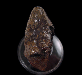 Small Hell Creek Pachy spike for sale | Buried Treasure Fossils