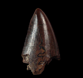 Daspletosaurus tooth from Montana | Buried Treasure Fossils