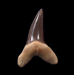 Top Quality Kazakhstan Isurus praecursor tooth for sale | Buried ...