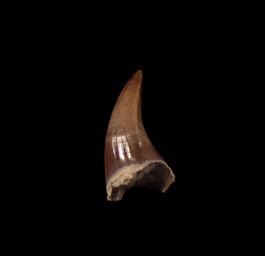 Protacrodus Tooth Kansas Platecarpus Mosasaur tooth for sale | Buried Treasure Fossils