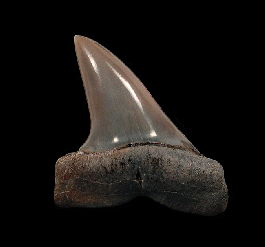 Lee Creek Isurus retroflexus shark tooth | Buried Treasure Fossils