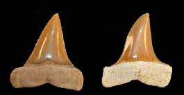Isurus praecursor