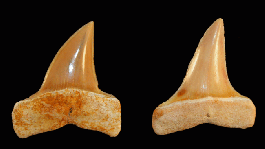Isurus praecursor