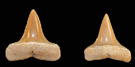 Isurus praecursor