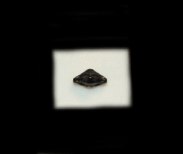 P Triangularis Ptychotrigon triangularis