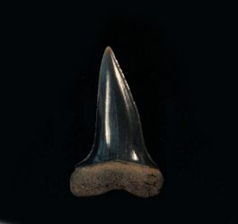 Isurus desori