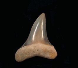 Isurus praecursor (Eocene)