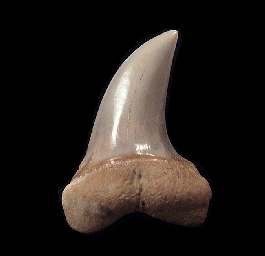 Sharktooth Hill Isurus planus for sale | Buried Treasure Fossils