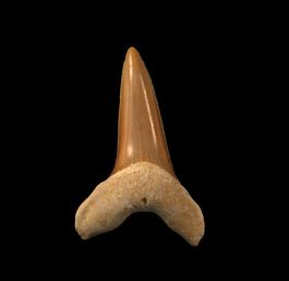 Isurus praecursor