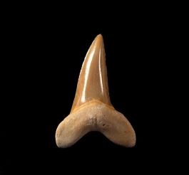 Isurus praecursor
