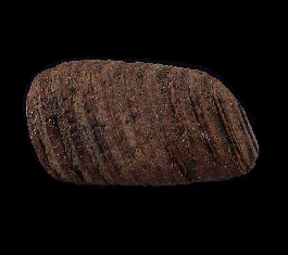 Capybara tooth fossil - So. Carolina | Buried Treasure Fossils