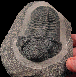 Drotops Drotops megamanicus trilobite for sale | Buried Treasure Fossils