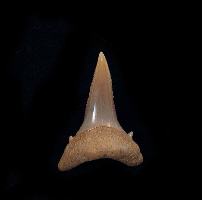 Carcharodon carcharias - Juvenile     