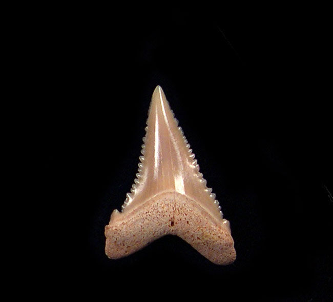 Carcharodon carcharias - Juvenile     